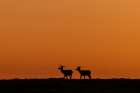 Bull elk silhouetted by the dawn light in Theodore Roosevelt National Park, North Dakota, USA. Art Print